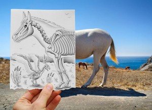 Dibujo de radiografía de un caballo y una gaviota en una fotografía, Bein Heike