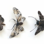 La pintura hiperrealista de Linnea Strid 8 Adrienne Antonson: mariposas y polillas de pelo humano