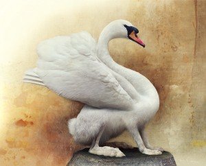'Animales combinados', del fotógrafo sueco Fredrik Ödman