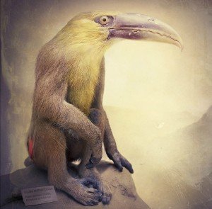 'Animales combinados', del fotógrafo sueco Fredrik Ödman