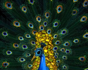 cecelia-webber-pavo-real-noticias-totenart