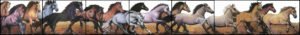 totenart-caballo-miguel