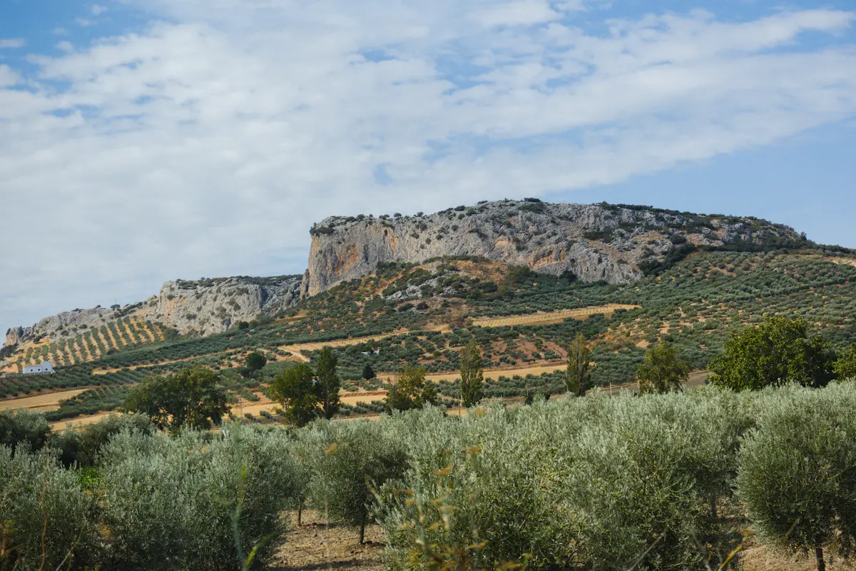 Concurso Dcoop 2027: 11.000 € en pintura, escultura y grabado 1 Olivos en una ladera bajo una montaña rocosa – Totenart