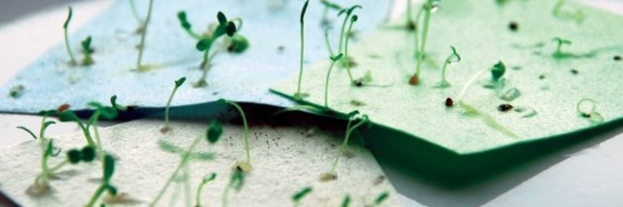 Cómo hacer papel con semillas, paso a paso