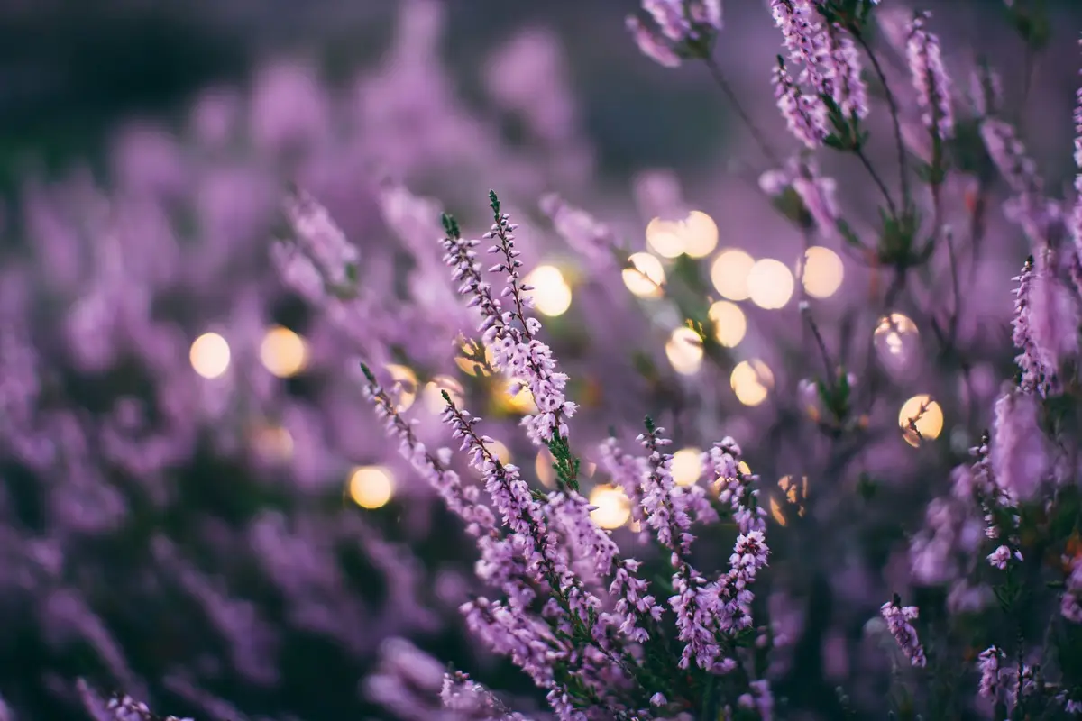 Flores de color lila al atardecer, un morado aclarado con luz – Totenart